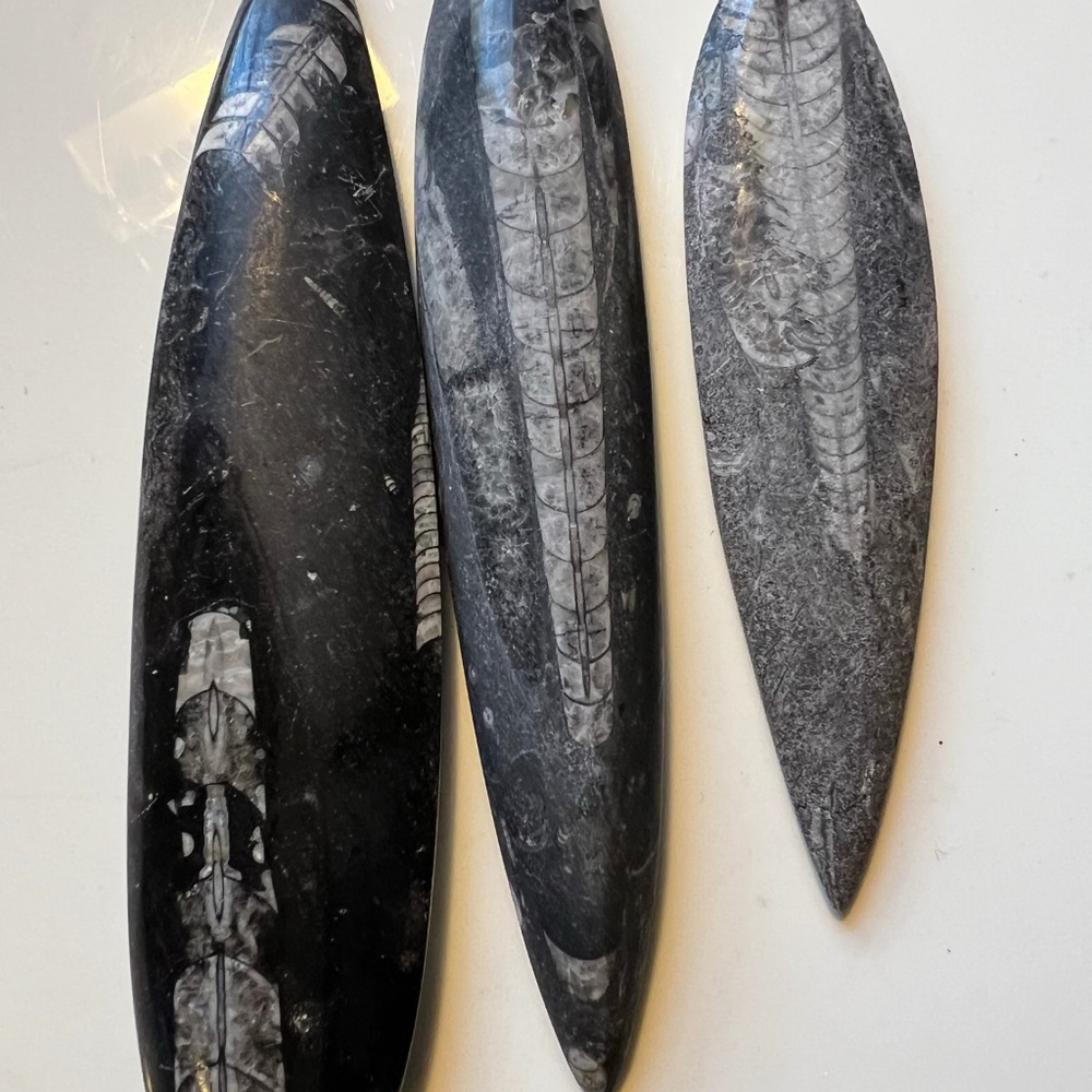 Orthoceras fossil ( Variety of 6 pieces) size 7” to 4”